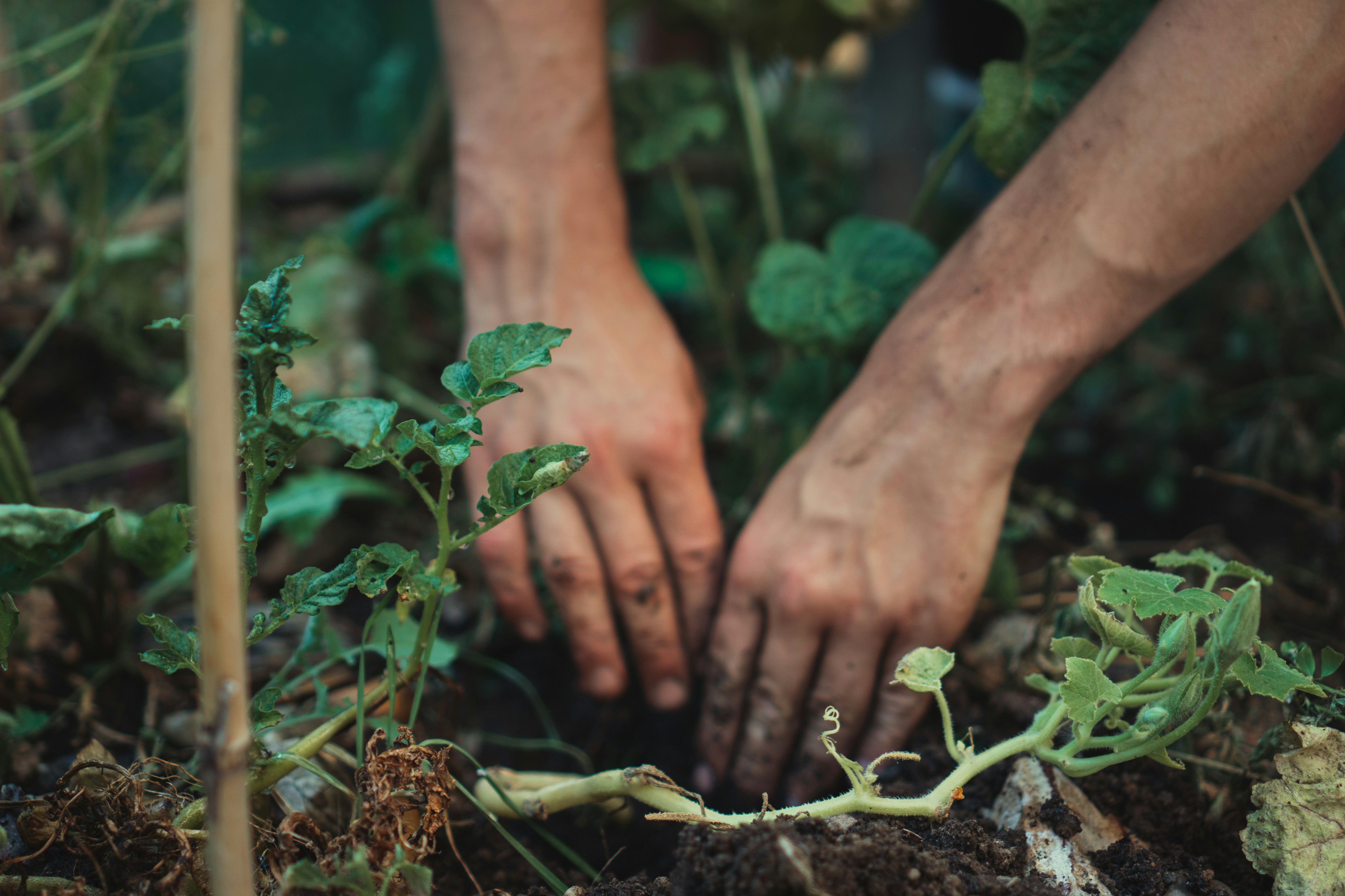 Person tending raised garden beds with tomatoes